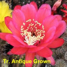 Tr. Antique Grown.4.1.jpg 